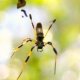 Golden orb silk weaver